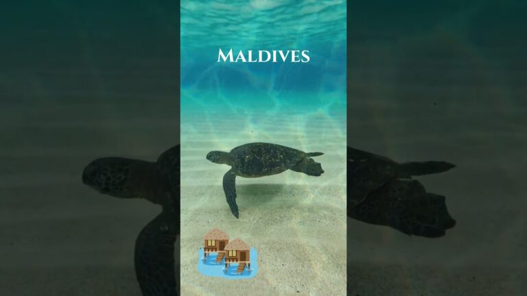Expedia Flights & Hotels, Deals, Tips & More | Travel Expert Reviews! #turtle #traveladvantage