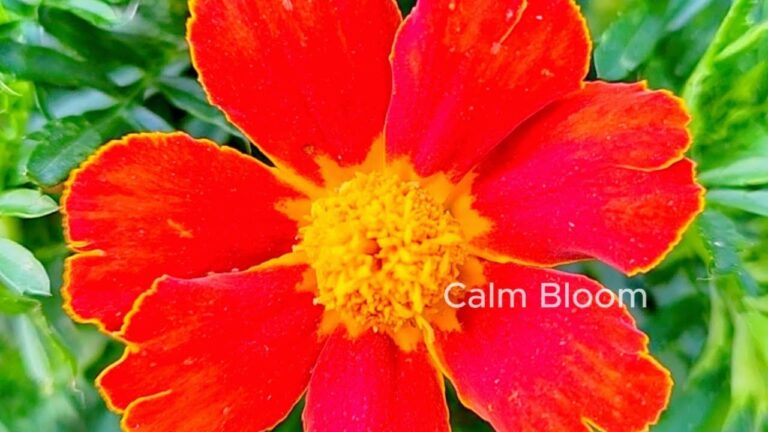 Beautiful natural flowers gardens ​#nature​#flowers​#nature​#flower​#youtube